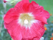 Stockrose 2004